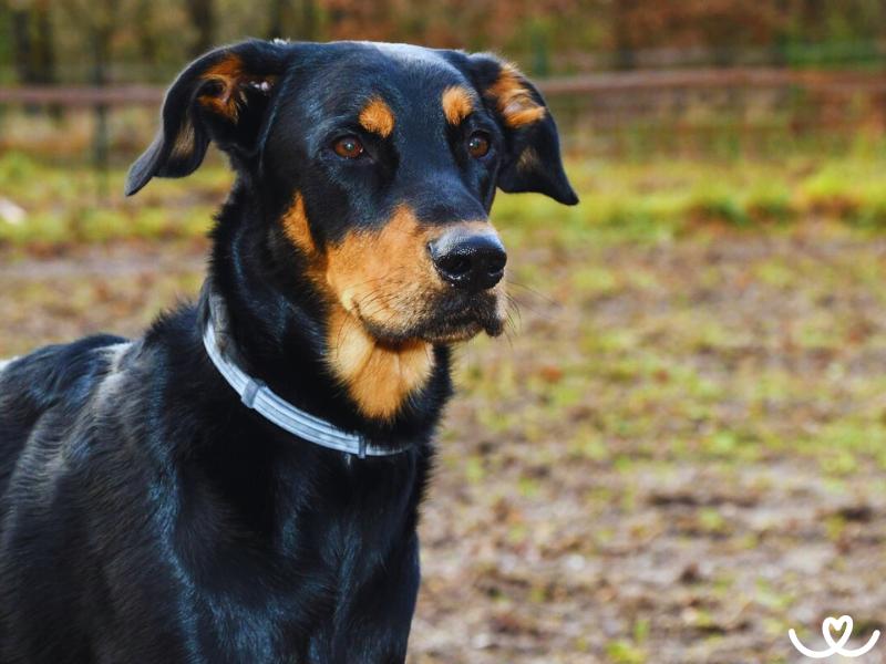 Psi-plemeno-beauceron (13)